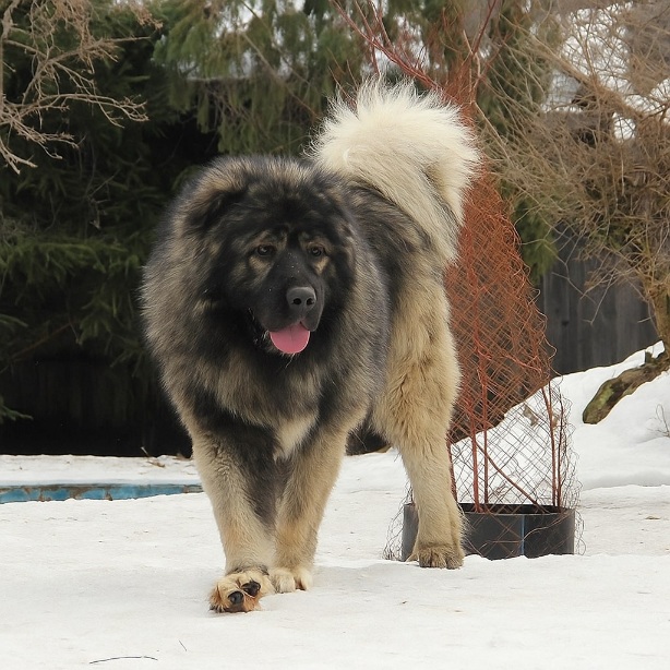 Cane Pastore del Caucaso aborigeno muscoloso e imponente con pelo folto, in posa nelle montagne del Caucaso, simbolo di forza e protezione