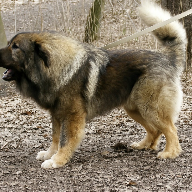 Cane pastore del Caucaso in corsa nei boschi, immagine potente e dinamica