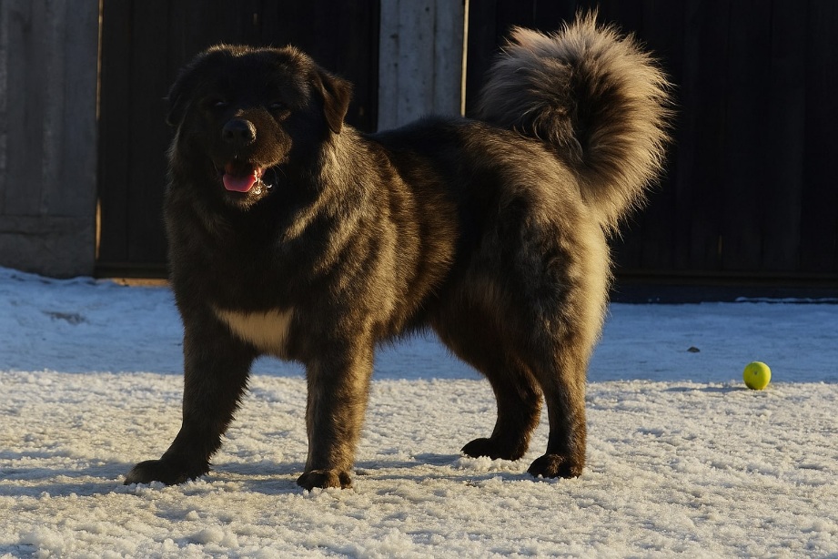 Foto di cane pastore del Caucaso rilassato in casa vicino al camino