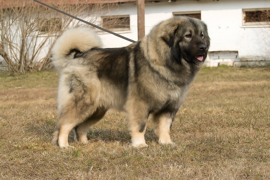 Pastore del Caucaso adulto in primo piano, cane di taglia grande con pelo folto e sguardo vigile, pronto per l’adozione e la vita in famiglia