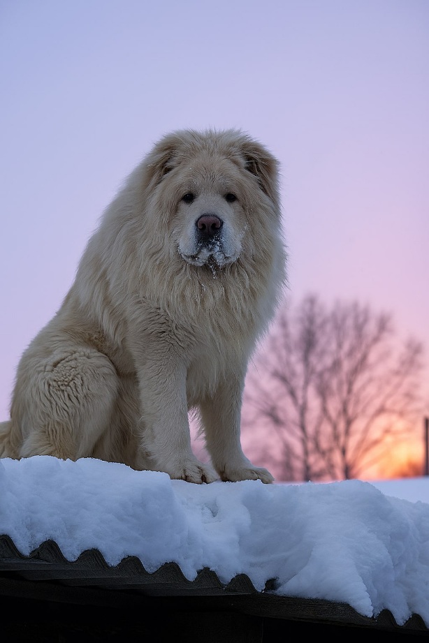 Pastore del Caucaso foto sul balcone, cane adulto di taglia gigante in posa imponente